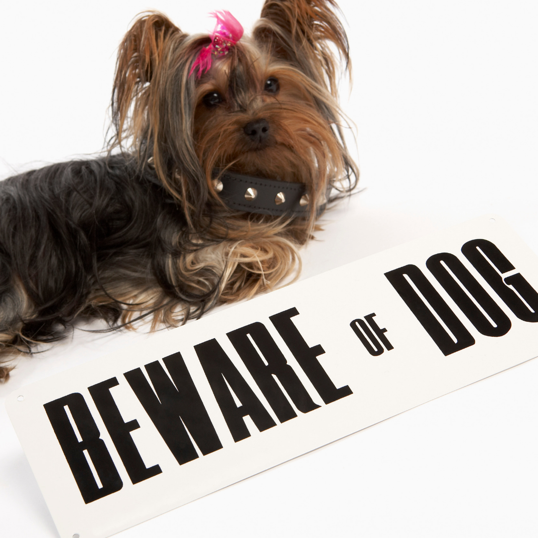 Small dogs can come with big attitudes - rental agreement policy