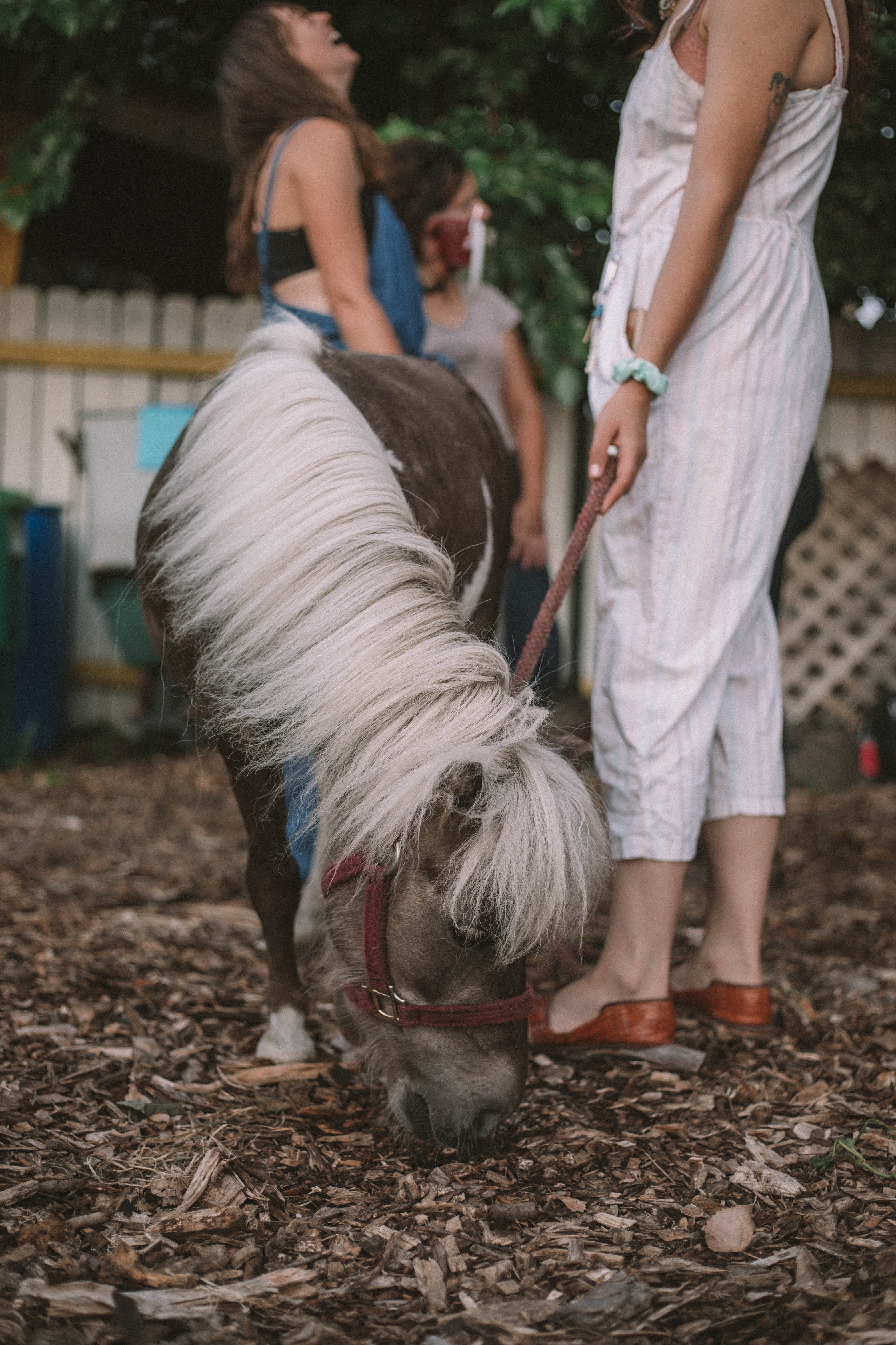 pony rides in jacksonville florida 